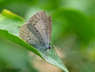 06814-Boomblauwtje-Celastrina-argiolus