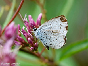 06815-Boomblauwtje-Celastrina-argiolus