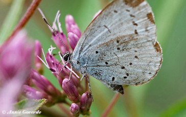 06816-Boomblauwtje-Celastrina-argiolus