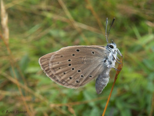 07150-Pimpernelblauwtje - Phengaris teleius