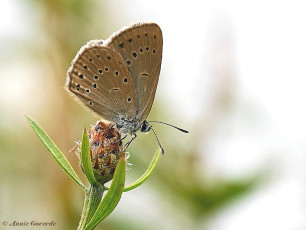 07154-Pimpernelblauwtje - Phengaris teleius