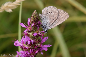 07158b- Pimpernelblauwtje - Phengaris teleius