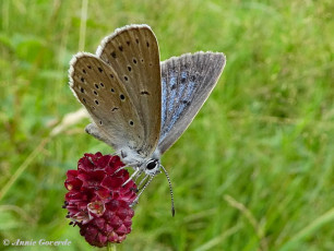 07159- Pimpernelblauwtje - Phengaris teleius