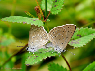 07163-Pimpernelblauwtje - Phengaris teleius