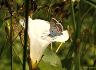 07571- Heideblauwtje - Plebejus argus