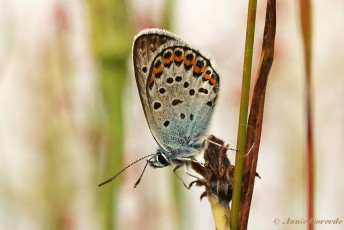 07572- Heideblauwtje - Plebejus argus