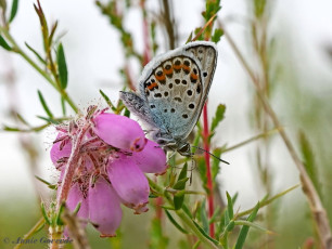 07573- Heideblauwtje - Plebejus argus