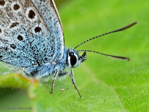 07574- Heideblauwtje - Plebejus argus