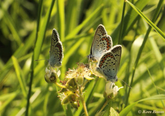 07574F- Heideblauwtjes - Plebejus argus