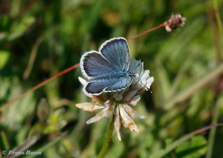 07576- Heideblauwtje - Plebejus argus