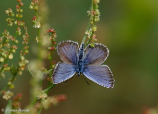 07577- Heideblauwtje - Plebejus argus