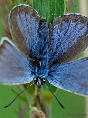 07578- Heideblauwtje - Plebejus argus