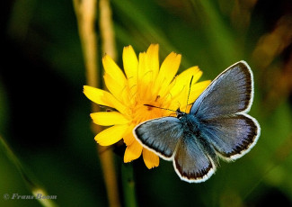 07579-Heideblauwtje-Plebejus-argus