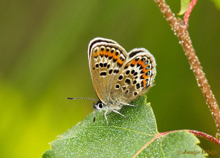 07583-Heideblauwtje - Plebejus argus