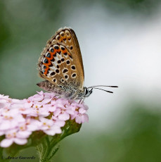 07584- Heideblauwtje - Plebejus argus