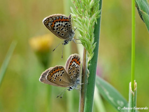 07585- Heideblauwtje - Plebejus argus