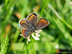 07587- Heideblauwtje - Plebejus argus