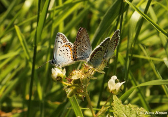 07589- Heideblauwtje - Plebejus argus