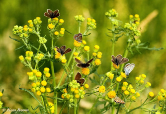 07590- Heideblauwtjes - Plebejus argus