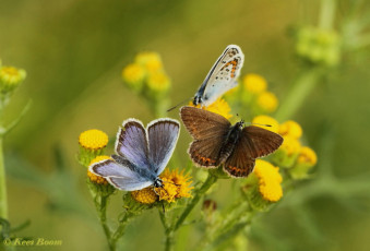 07592- Heideblauwtjes - Plebejus argus