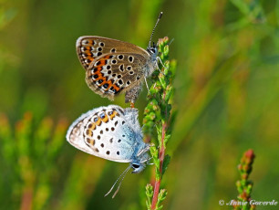 07593- Heideblauwtjes - Plebejus argus