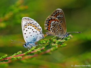 07594- Heideblauwtjes - Plebejus argus