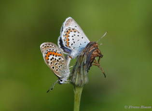 07595-Heideblauwtje-Plebejus-argus.jpg