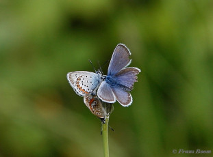 07596-Heideblauwtje-Plebejus-argus.jpg