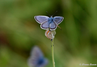 07597-Heideblauwtje-Plebejus-argus.jpg