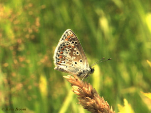 07782-Bruin blauwtje - Aricia agestis