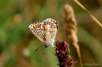 07782D-Bruin-blauwtje-Aricia-agestis