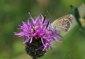 07782J-Bruin-blauwje-Aricia-agestis