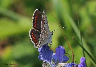 07782K-Bruin-blauwje-Aricia-agestis