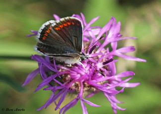 07782L-Bruin-blauwje-Aricia-agestis