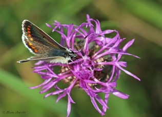 07782M-Bruin-blauwje-Aricia-agestis