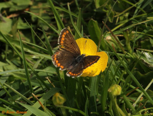 07783-Bruin blauwtje - Aricia agestis