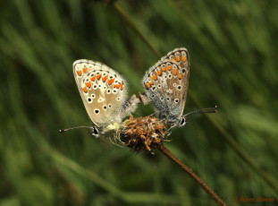 07792-Bruin blauwtje - Aricia agestis