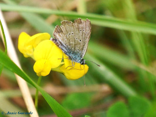 07853-Klaverblauwtje - Cyaniris semiargus