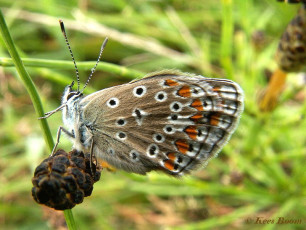 08063-Icarusblauwtje - Polyommatus icarus