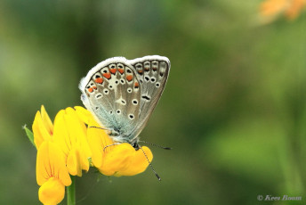 08064-Icarusblauwtje - Polyommatus icarus