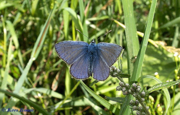 08070-Icarusblauwtje-Polyommatus-icarus