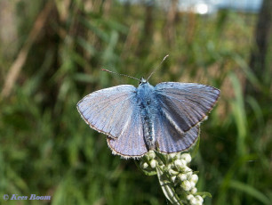 08072-Icarusblauwtje-Polyommatus-icarus