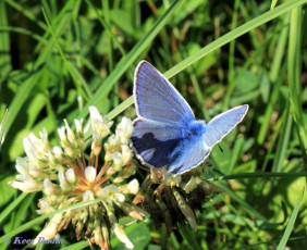 08073-Icarusblauwtje-Polyommatus-icarus