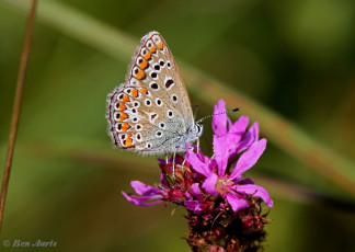 08079-Icarusblauwtje - Polyommatus icarus