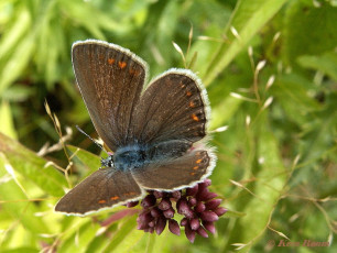 08080-Icarusblauwtje - Polyommatus icarus.