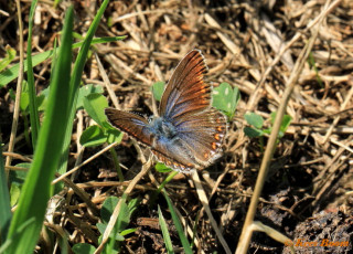 08081-Icarusblauwtje - Polyommatus icarus