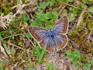 08082-Icarusblauwtje-Polyommatus-icarus