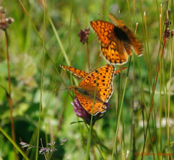 09160-Duinparelmoervlinder - Argynnis niobe