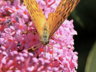 09309-Keizersmantel-Argynnis-paphia