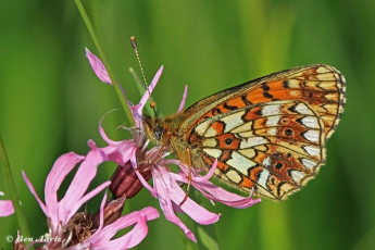 09644A-Zilveren-maan-Boloria-selene